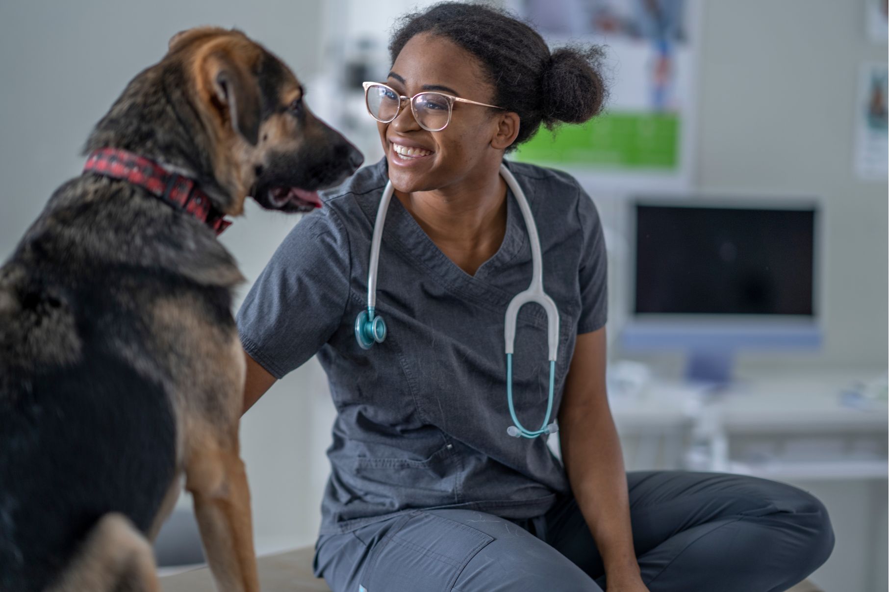 Asistencia Para Mascotas Student Assistance Tus Viajes Seguros Universal